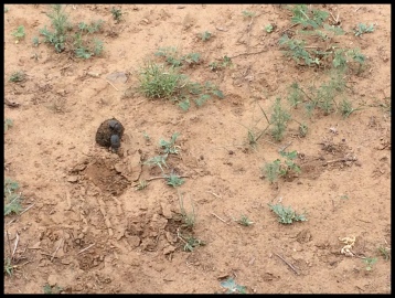 Dung Beetles fighting over...you guessed it.