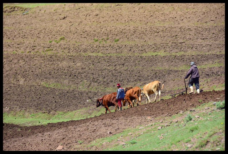 Ploughing the field. Most people can't afford cows for ploughing so this man is hired to do the work.